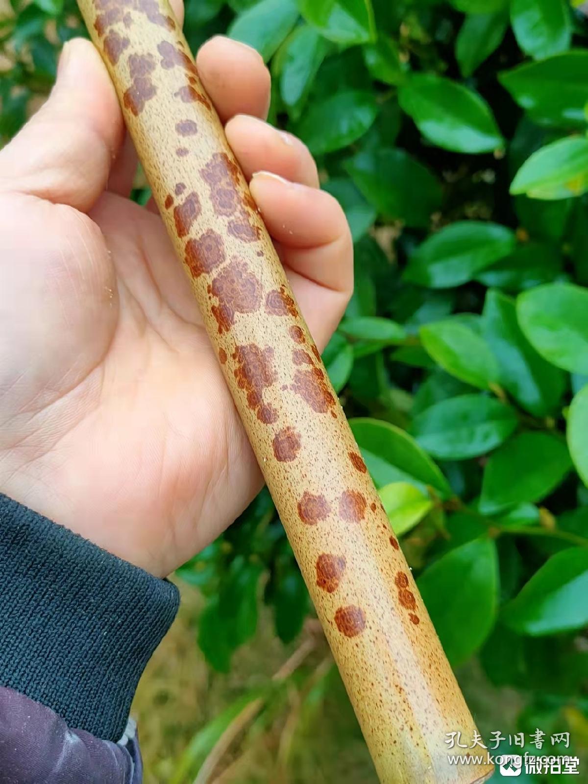 云南麻栗坡云妃竹