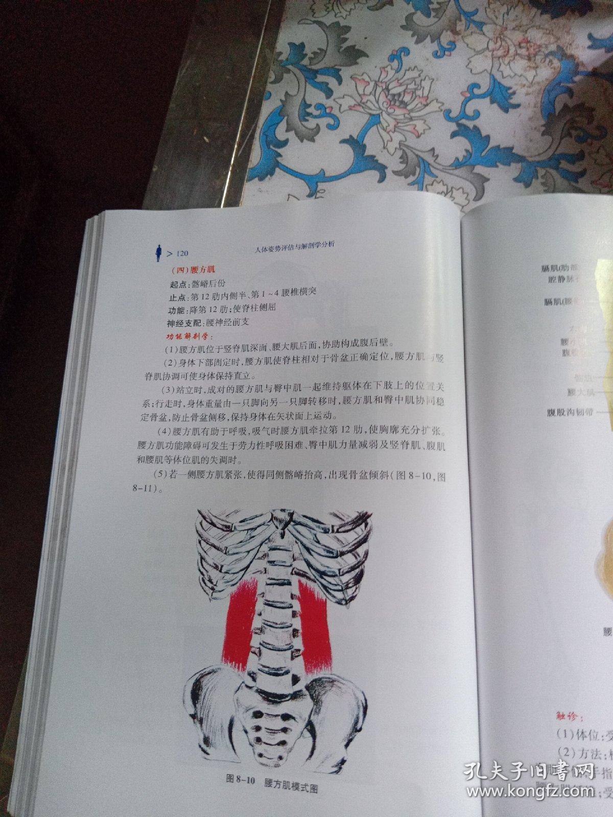 人体姿势评估 与解剖学分折_徐高磊_孔夫子旧书网