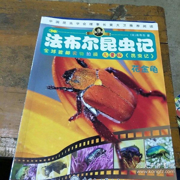 法布尔昆虫记--花金龟