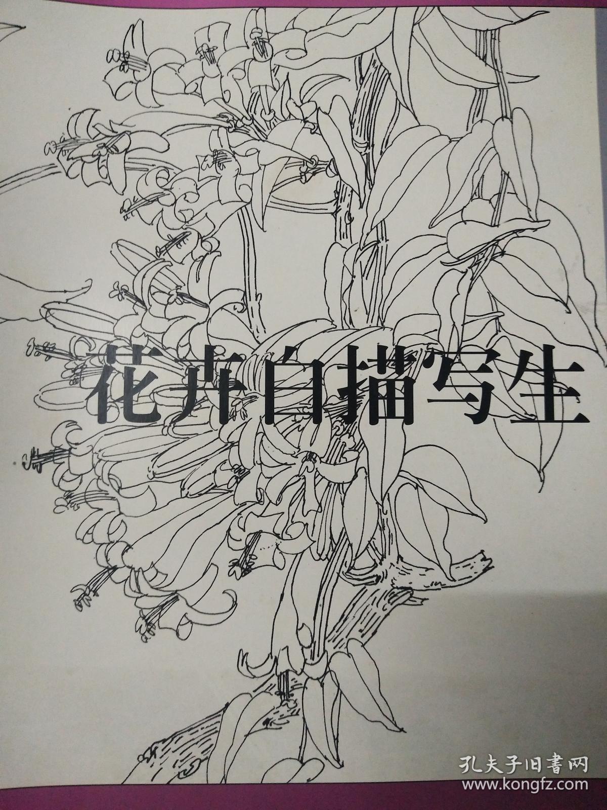 花卉白描写生