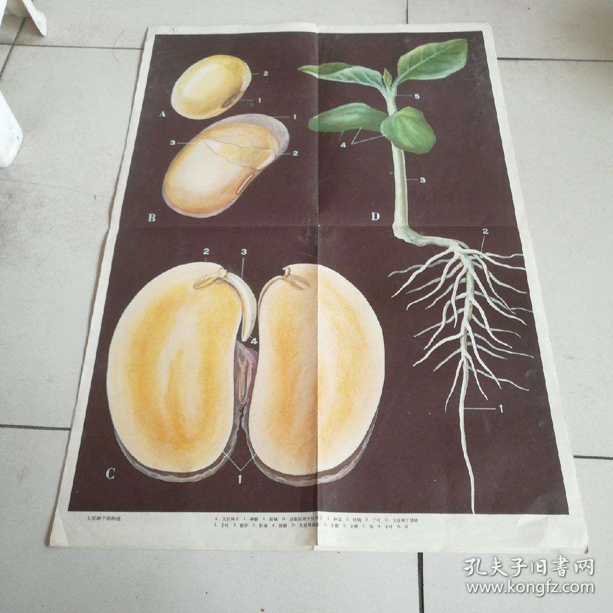 初中生物教学挂图大豆种子的构造 玉米种子的构造2幅合售