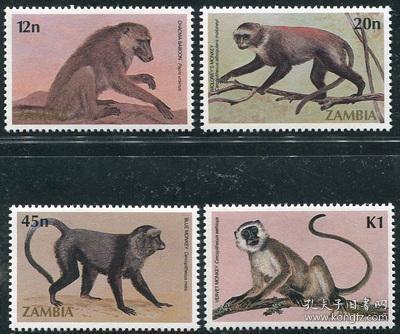 狒狒属于灵长类吗 c48fb5e617900b99_n.jpg