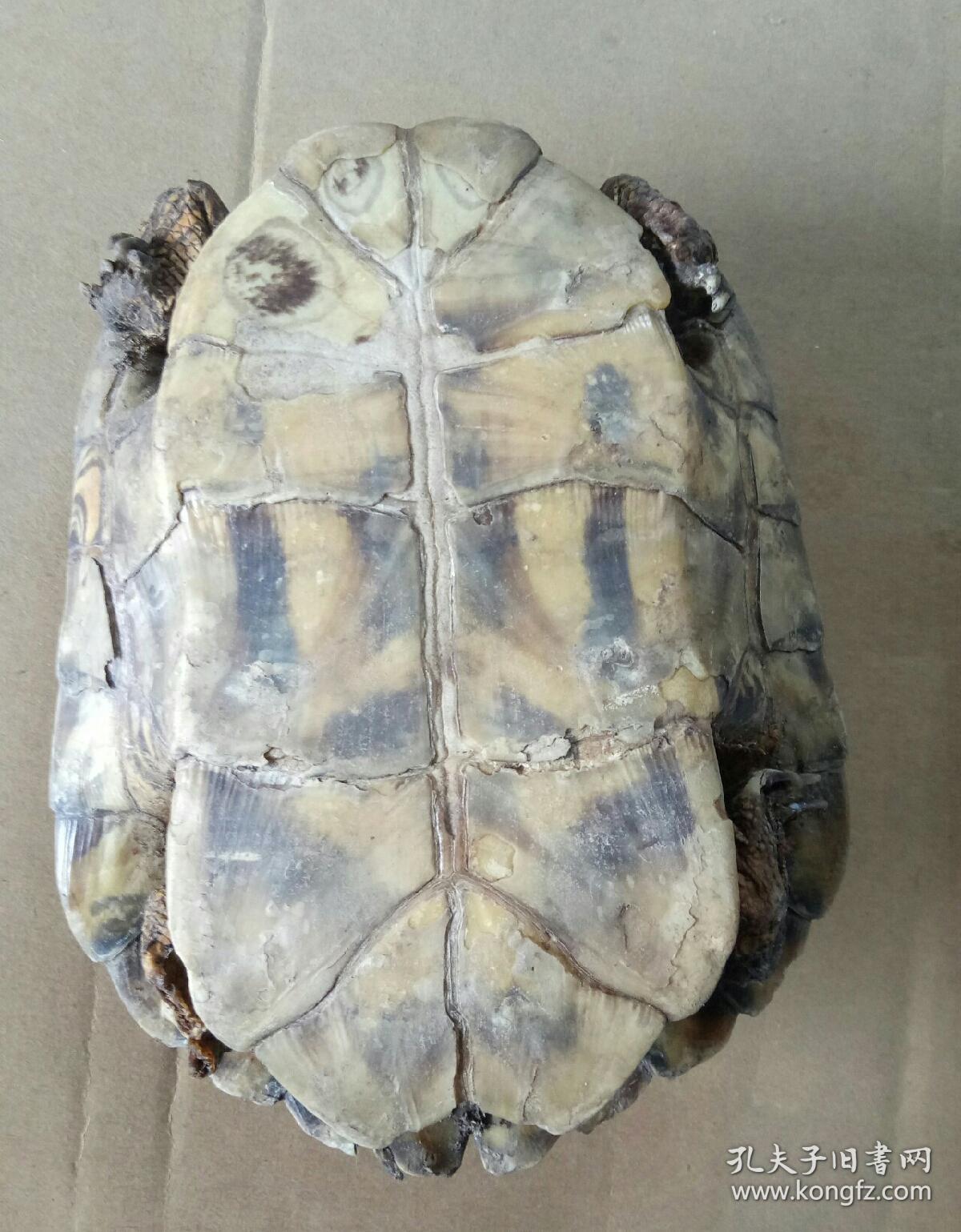 超大个完整乌龟壳头部尾巴完好可以作为标本要好几十年才能长这么大