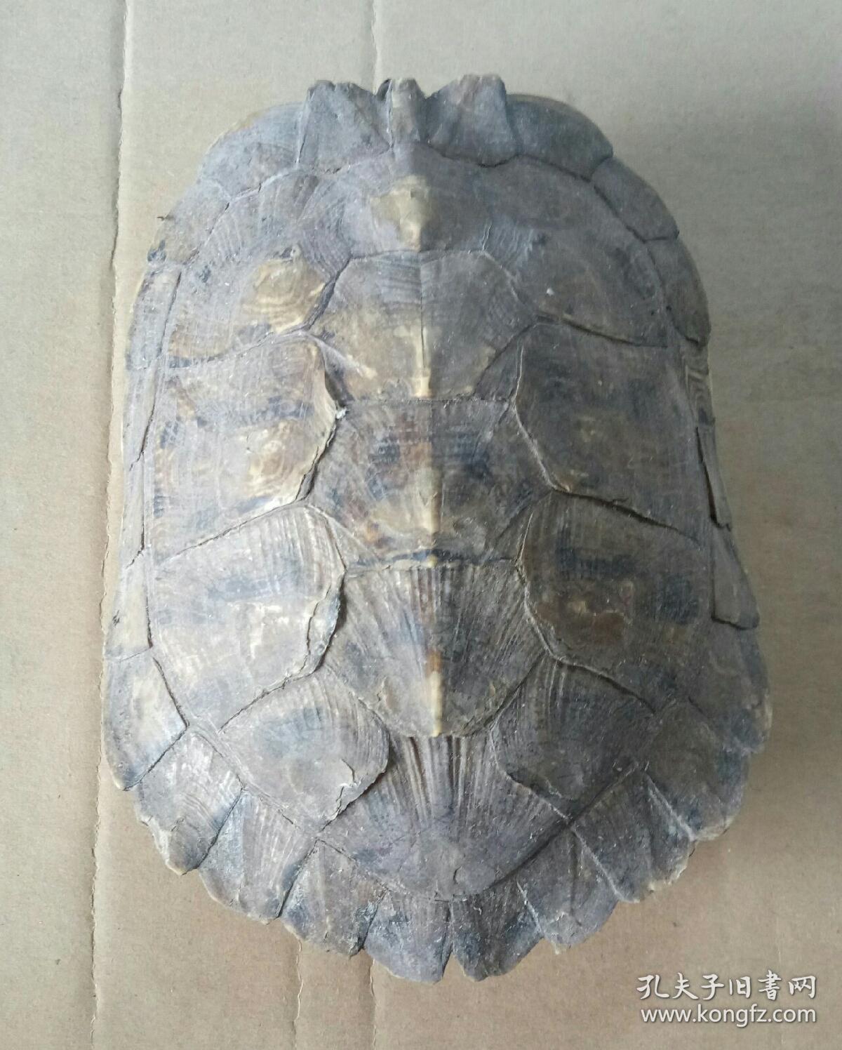 超大个完整乌龟壳头部尾巴完好可以作为标本要好几十年才能长这么大