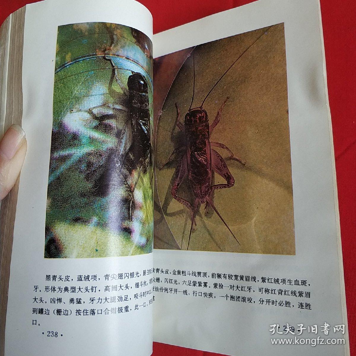 中国宁津蟋蟀志照片图片