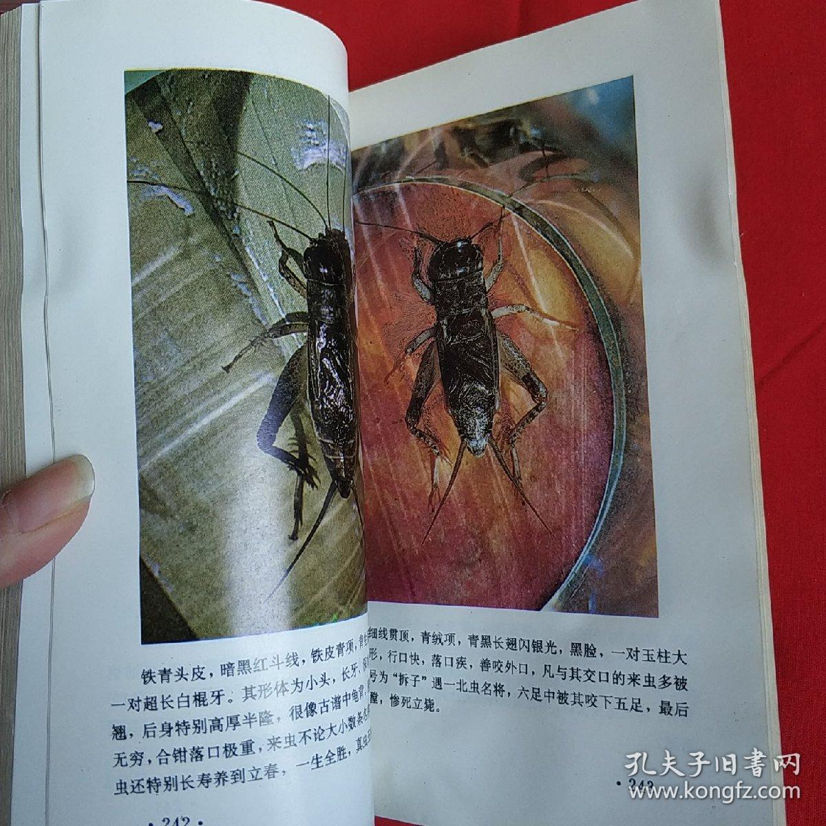 中国宁津蟋蟀志下载图片