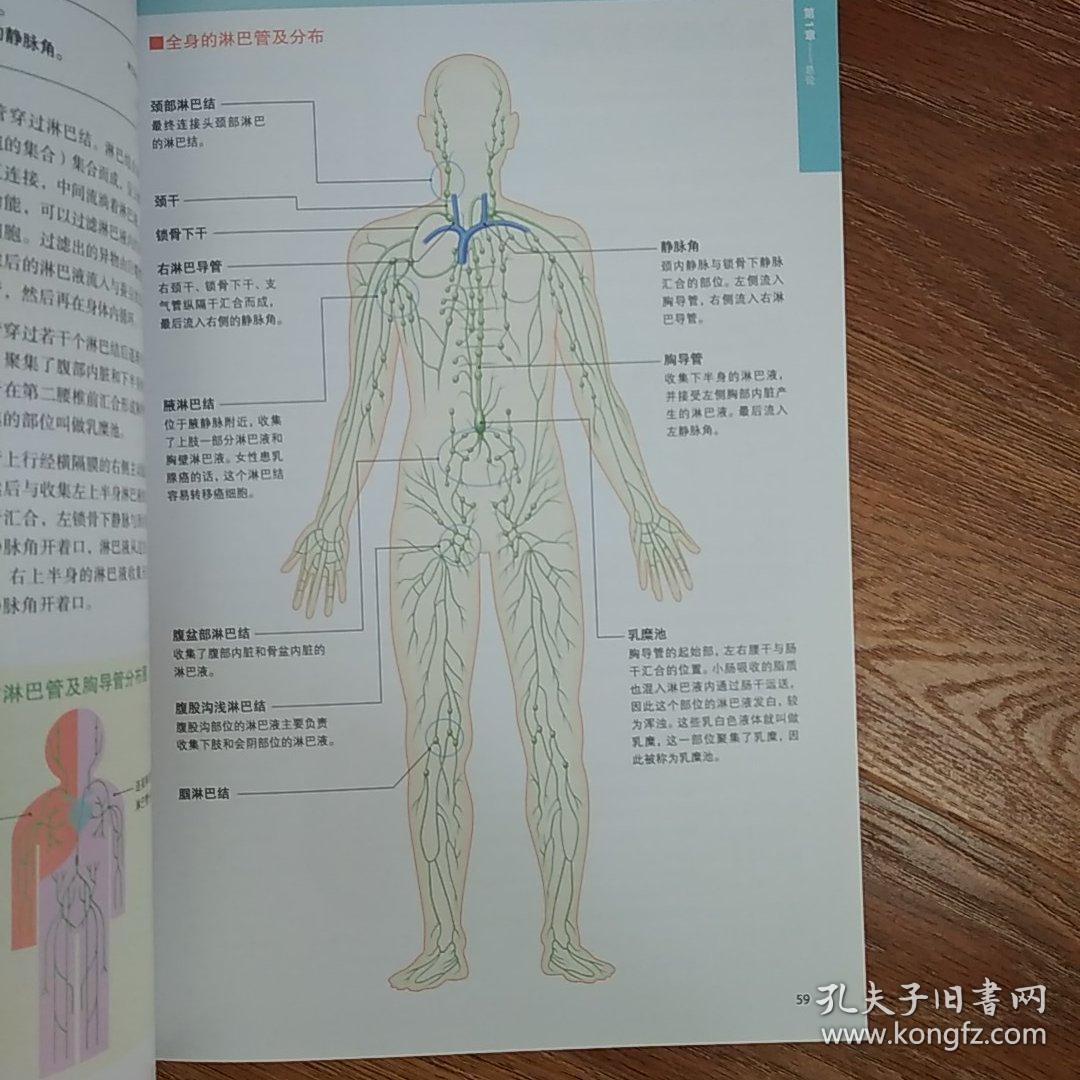 3d人体解剖图坂井建雄桥本尚词 孔夫子旧书网