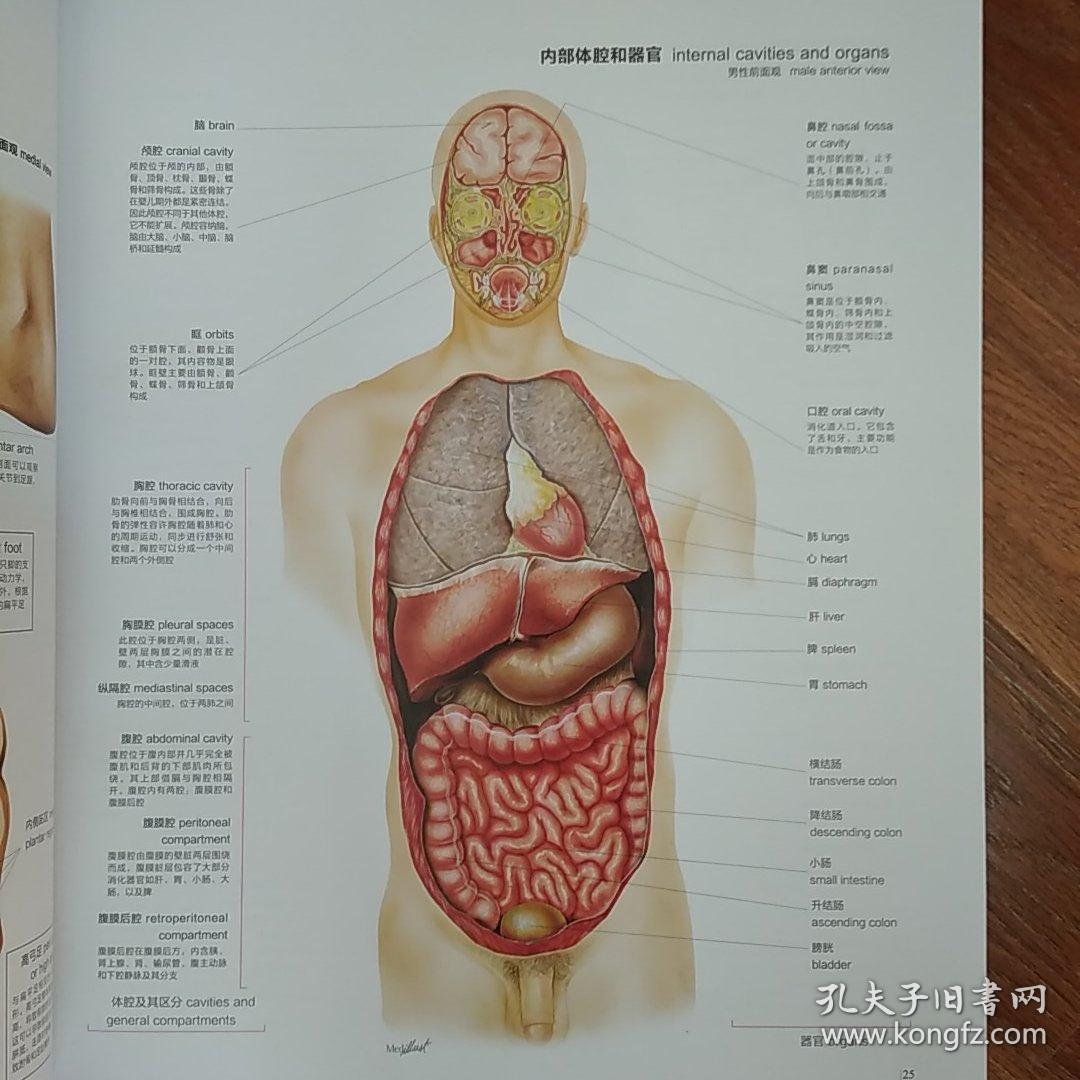 人体图谱解剖学组织学病理学第2版jordivigue主编emiliomartinorte