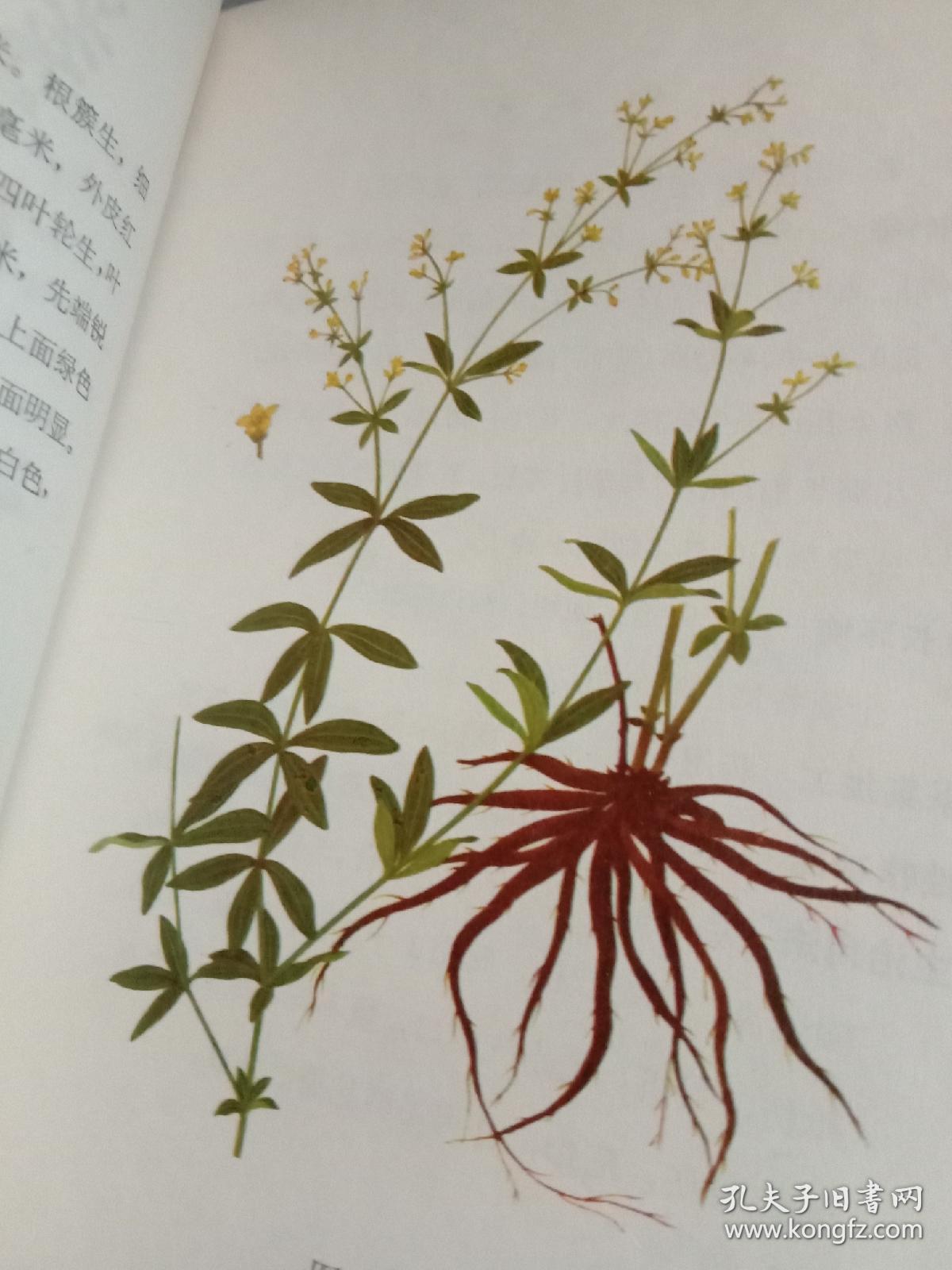 云南中草药选(包邮)