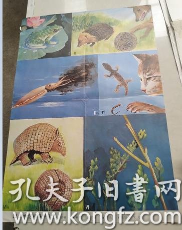 教学挂图22--动物怎样保护自己