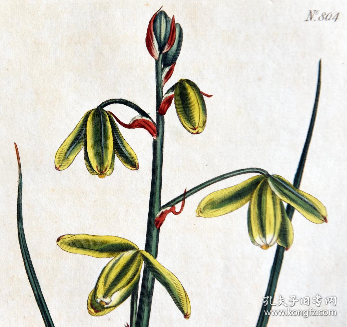 1804年精美欧洲铜版画-柯蒂斯植物804号- 弹簧草,稀有图谱