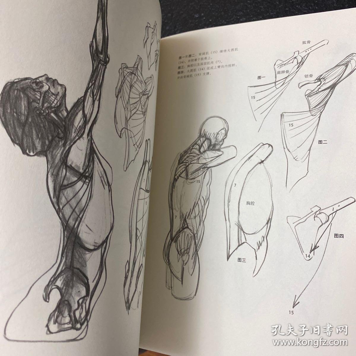 理解人体形态: 巴黎国立高等美术学院实用素描解剖书