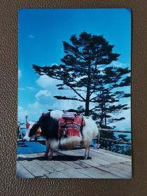 老照片彩色：动物照片--- 山魂     由李世权 拍摄    牦牛     彩色照片     共1张合售      彩色照片箱001