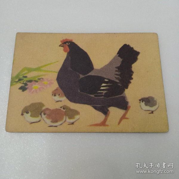 小卡片，母鸡和鸡崽作者：不详出版社：不详出版时间：不详装帧：平装博
