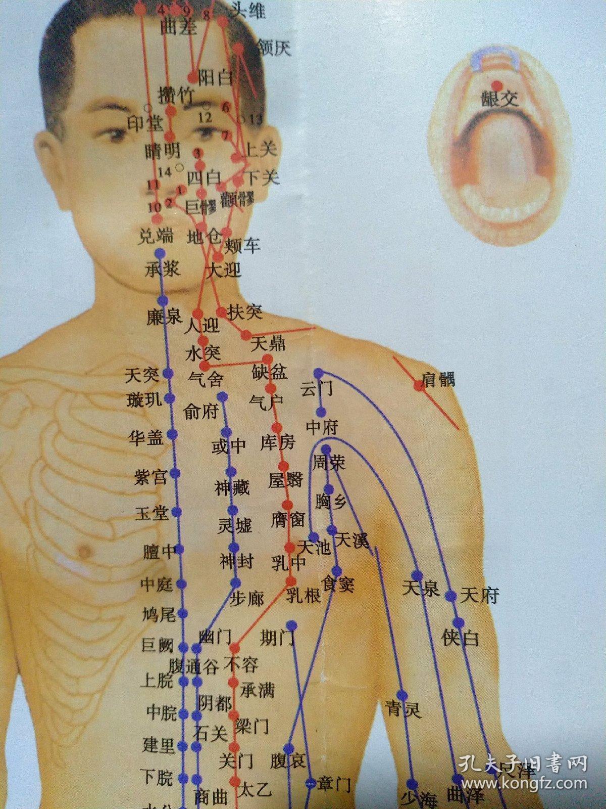 标准经穴部位图*健康疗法挂图(手足耳头穴)*常见病处方 本标准中穴位