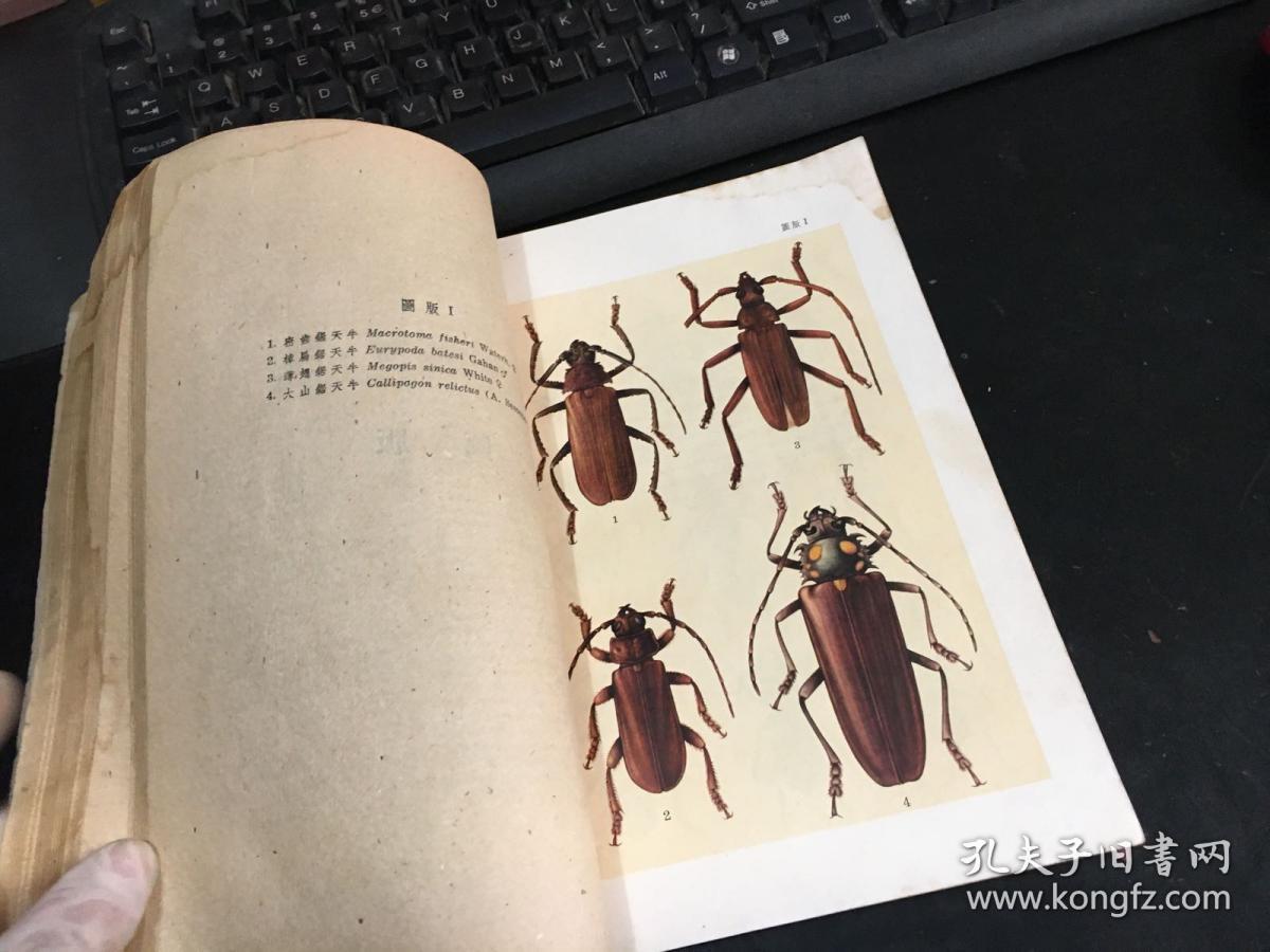 中国经济昆虫志.第一册.鞘翅目 天牛科 1959年1版1印
