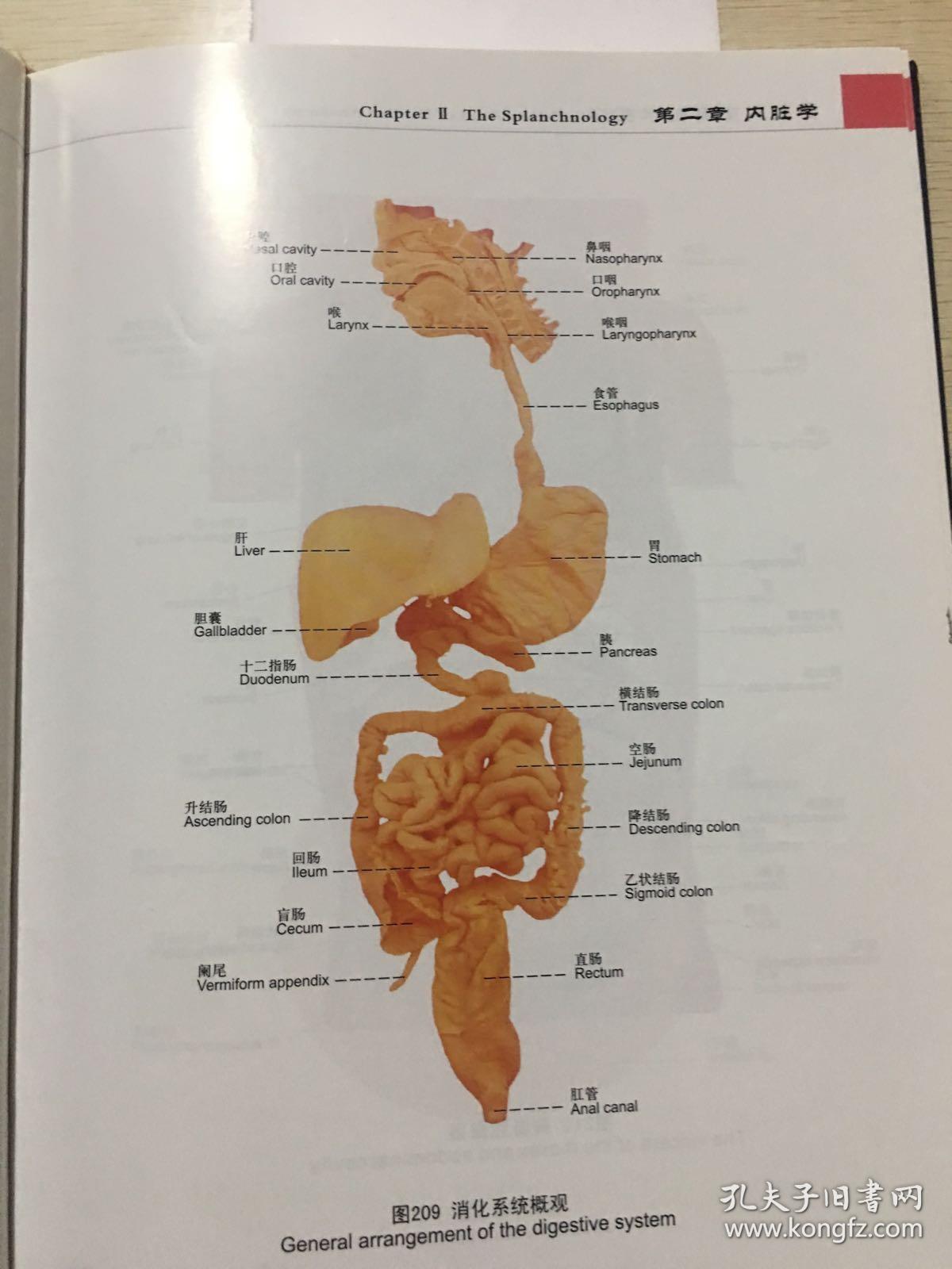 全彩人体解剖学图谱(第2版)