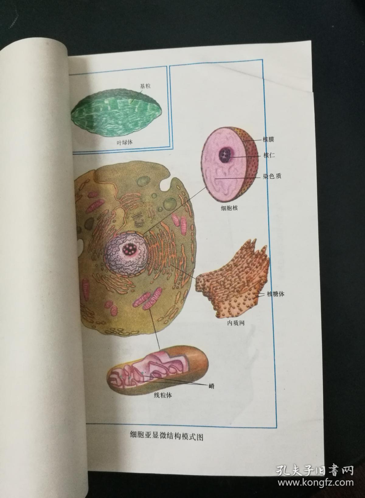 全日制十年制学校高中课本生物全一册(库存未用)_中小学通用教材生物