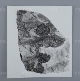 中科院院士、著名考古学家、地质学家 贾兰坡 签名四川永川鱼骨化石标本照片一件 HXTX312837