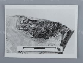 中科院院士、著名考古学家、地质学家 贾兰坡 签名四川永川鱼骨化石标本照片一件 HXTX312846