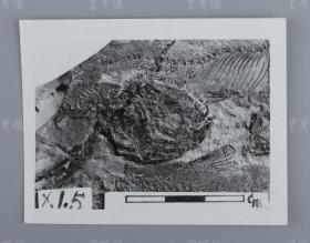 中科院院士、著名考古学家、地质学家 贾兰坡 签名四川永川鱼骨化石标本照片一件 HXTX312852