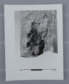 中科院院士、著名考古学家、地质学家 贾兰坡 签名四川永川鱼骨标本照片一件 HXTX312825