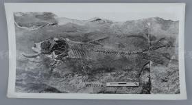 中科院院士、著名考古学家、地质学家 贾兰坡 签名四川永川鱼骨化石标本照片一件 HXTX312828