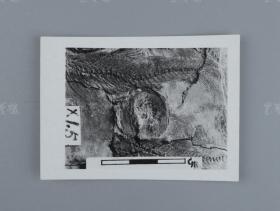 中科院院士、著名考古学家、地质学家 贾兰坡 签名四川永川鱼骨化石标本照片一件 HXTX312832