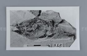 中科院院士、著名考古学家、地质学家 贾兰坡 签名四川永川鱼骨化石标本照片一件 HXTX312835