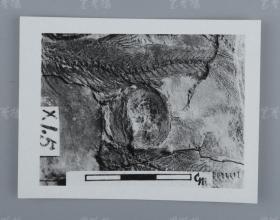 中科院院士、著名考古学家、地质学家 贾兰坡 签名四川永川鱼骨化石标本照片一件 HXTX312836