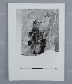 中科院院士、著名考古学家、地质学家 贾兰坡 签名四川永川鱼骨化石标本照片一件 HXTX312838