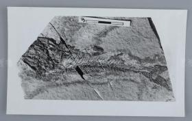 中科院院士、著名考古学家、地质学家 贾兰坡 签名四川永川鱼骨化石标本照片一件 HXTX312850