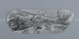 中科院院士、著名考古学家、地质学家 贾兰坡 签名四川永川鱼骨化石标本照片一件 HXTX312855