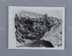 中科院院士、著名考古学家、地质学家 贾兰坡 签名四川永川鱼骨标本照片一件 HXTX312824