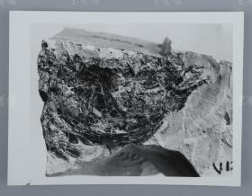 中科院院士、著名考古学家、地质学家 贾兰坡 签名四川永川鱼骨化石标本照片一件 HXTX312841