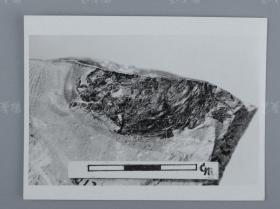 中科院院士、著名考古学家、地质学家 贾兰坡 签名四川永川鱼骨化石标本照片一件 HXTX312848