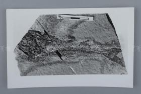 中科院院士、著名考古学家、地质学家 贾兰坡 签名四川永川鱼骨化石标本照片一件 HXTX312853