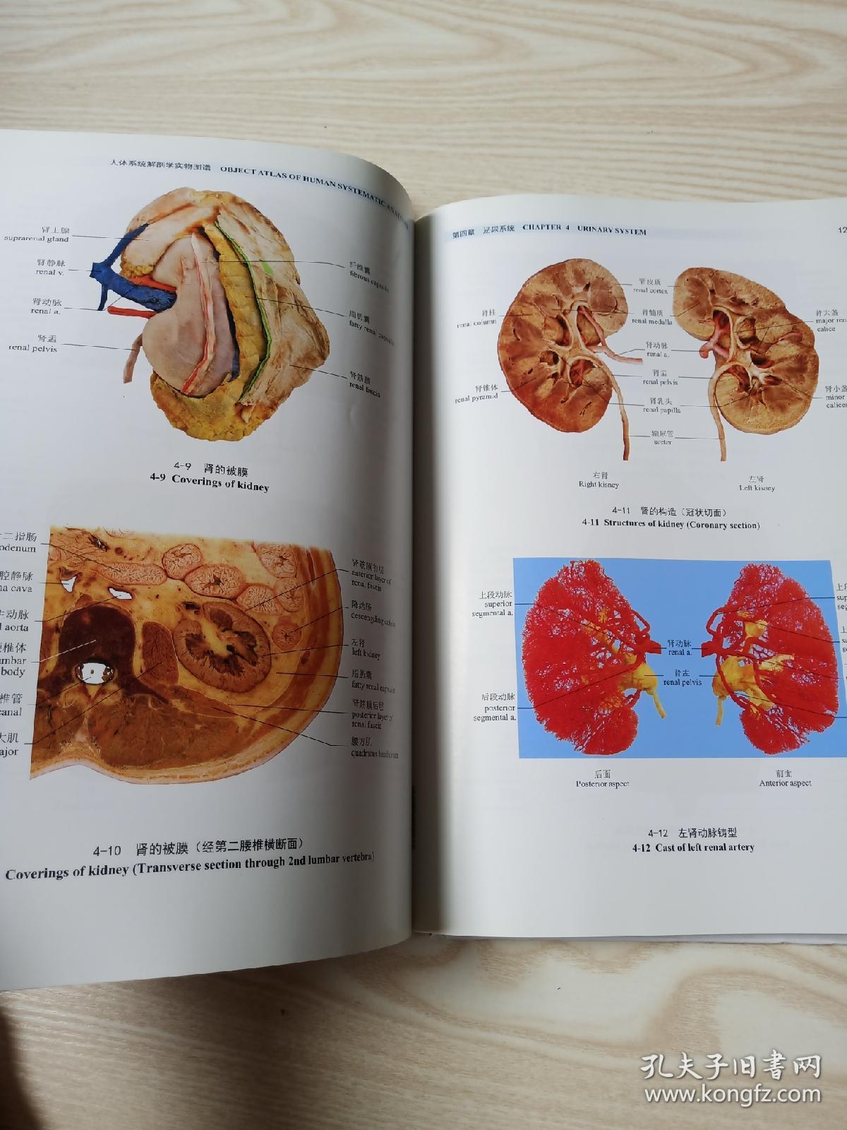 人体系统解剖学实物图谱第3版