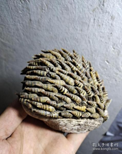 貝殼螺絲做的刺猬造型
