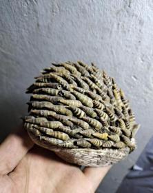 貝殼螺絲做的刺猬造型
