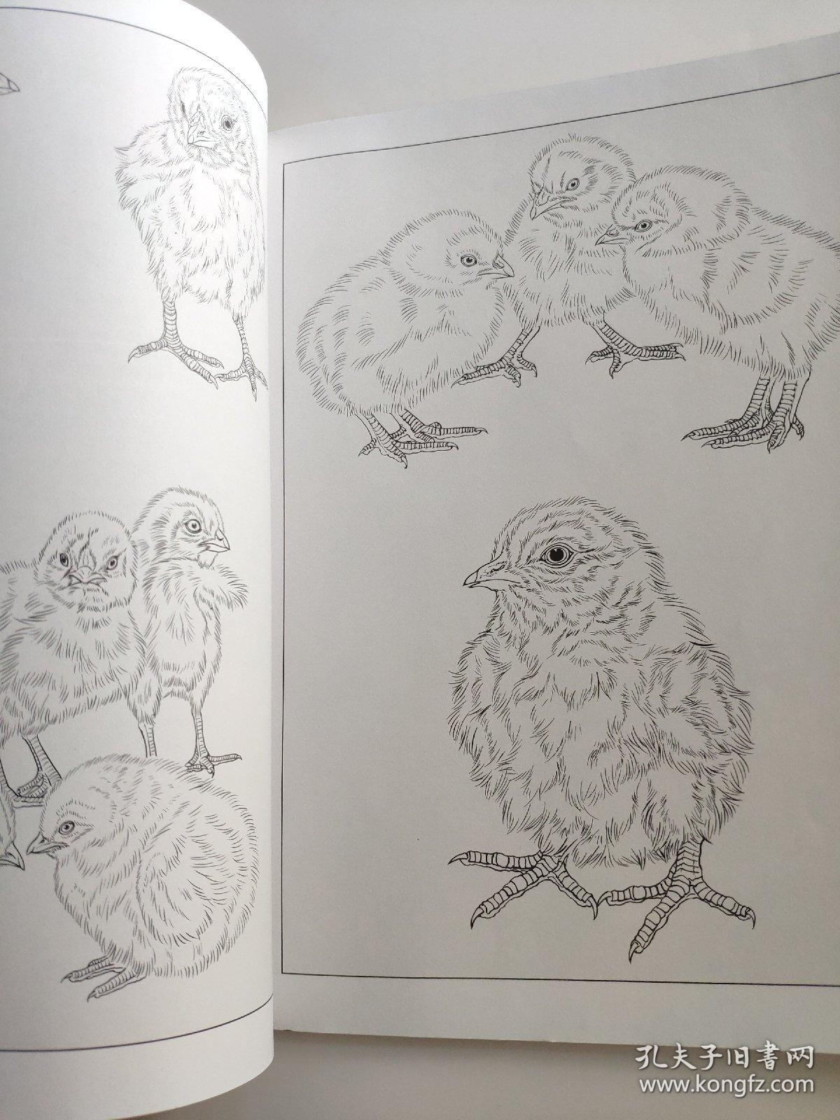 王智勇 著 翎毛小鸭小鸡工笔线描白描画谱 专门介绍工笔禽鸟类中