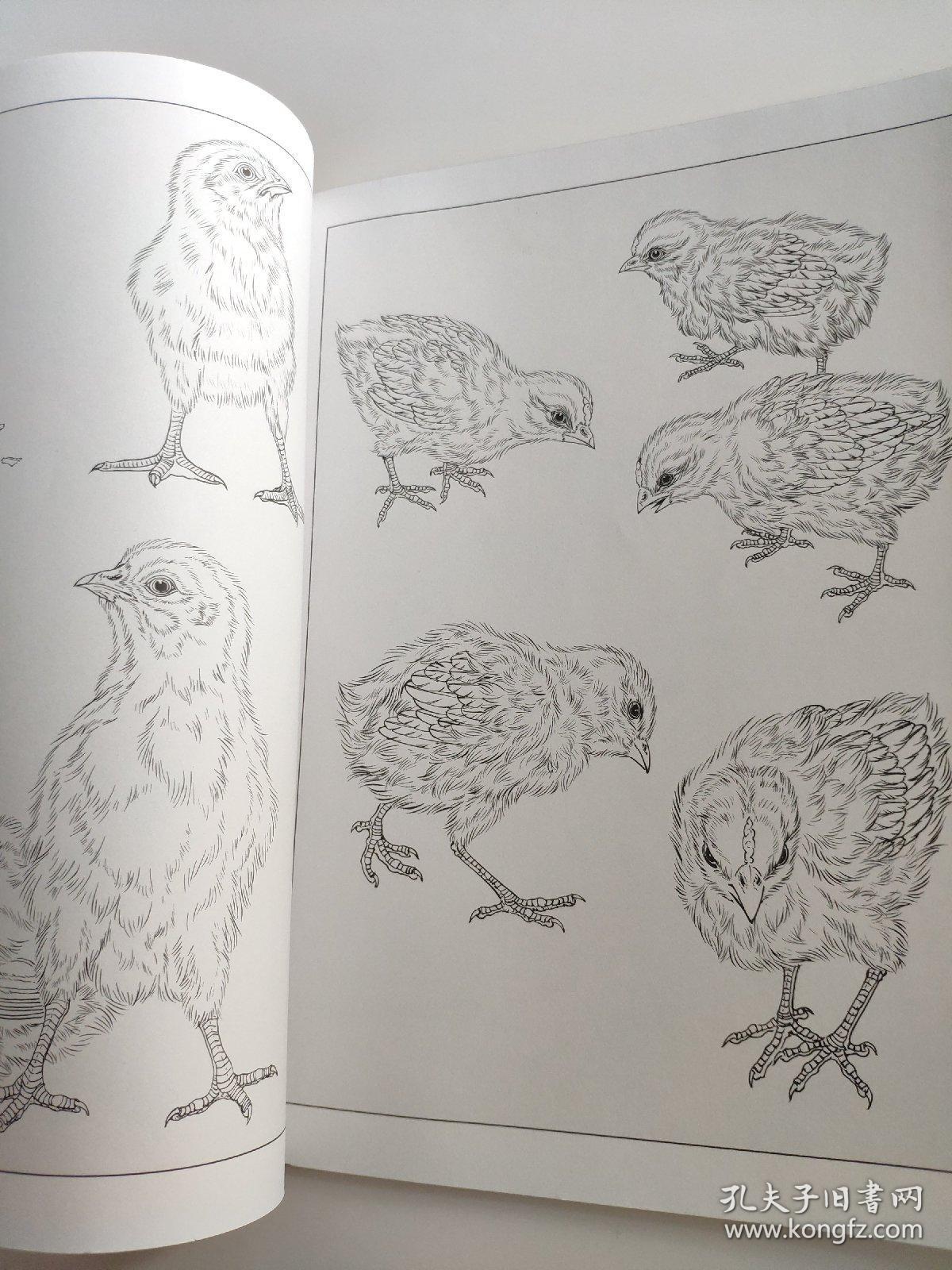 王智勇 著 翎毛小鸭小鸡工笔线描白描画谱 专门介绍工笔禽鸟类中小鸡