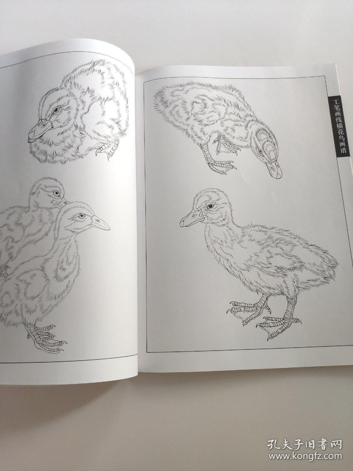 王智勇 著 翎毛小鸭小鸡工笔线描白描画谱 专门介绍工笔禽鸟类中小鸡