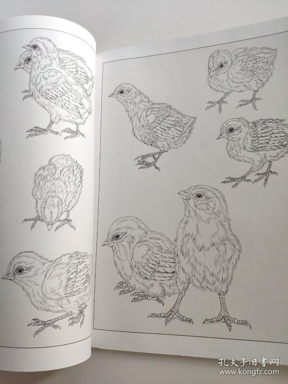 王智勇 著 翎毛小鸭小鸡工笔线描白描画谱 专门介绍工笔禽鸟类中