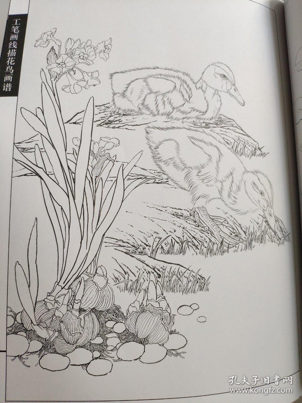 王智勇 著 翎毛小鸭小鸡工笔线描白描画谱 专门介绍工笔禽鸟类中小鸡