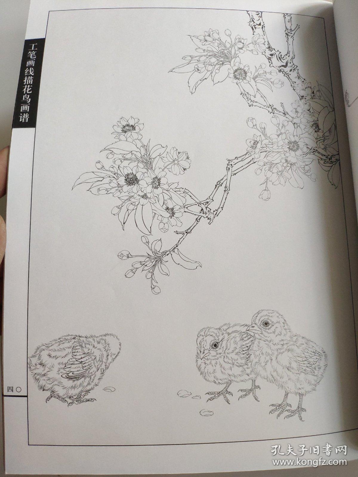 王智勇 著 翎毛小鸭小鸡工笔线描白描画谱 专门介绍工笔禽鸟类中小鸡