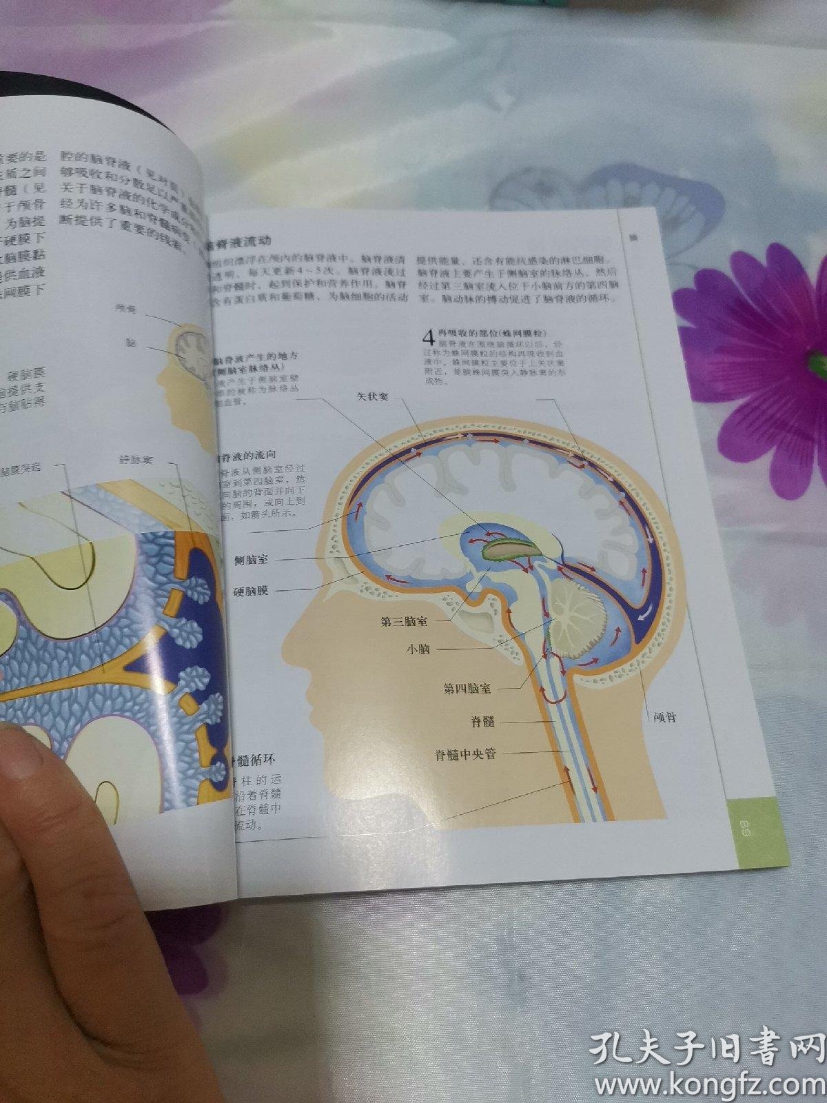 人体:人体结构,功能与疾病图解