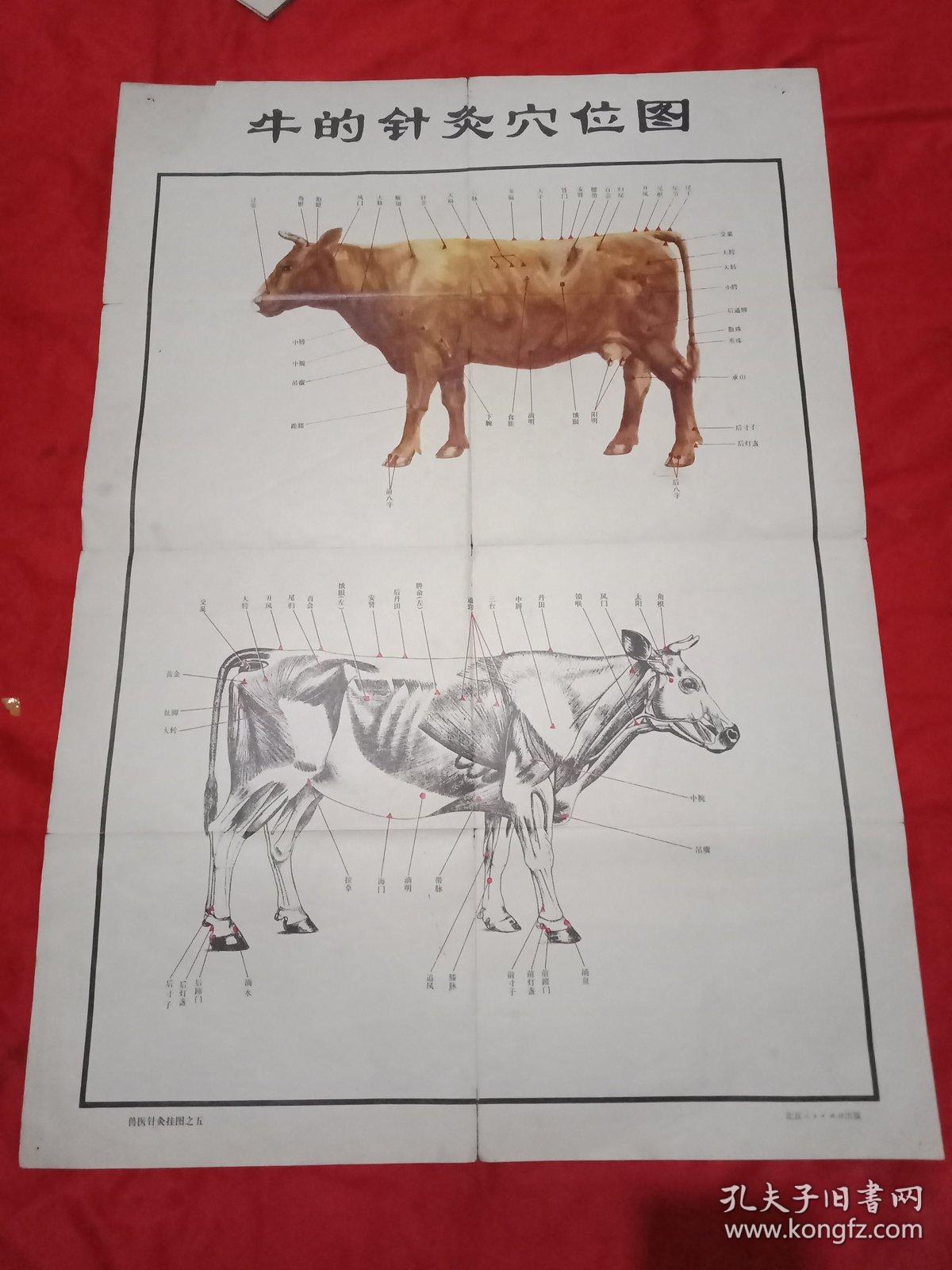 牛的针灸穴位图