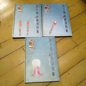 经穴断面解剖图解，上肢部分，下肢部分，头颈胸部，三本合售