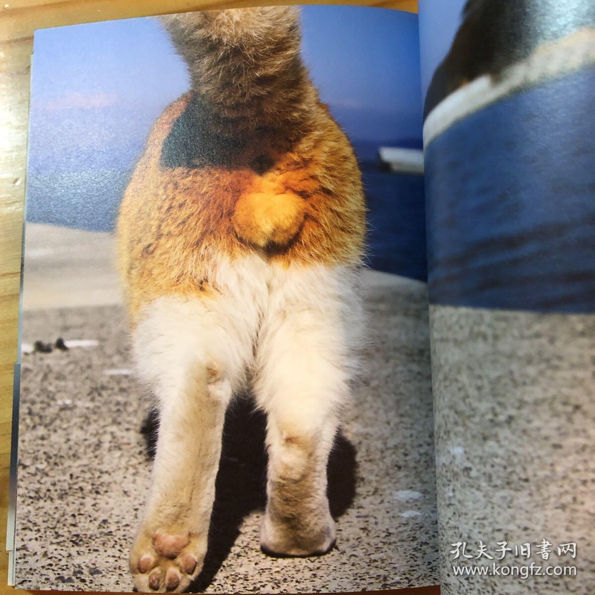 猫蛋蛋 写真集 影集 画册